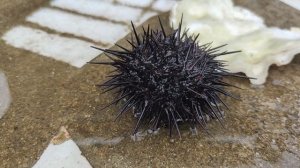 Морской ёж. Sea urchin.