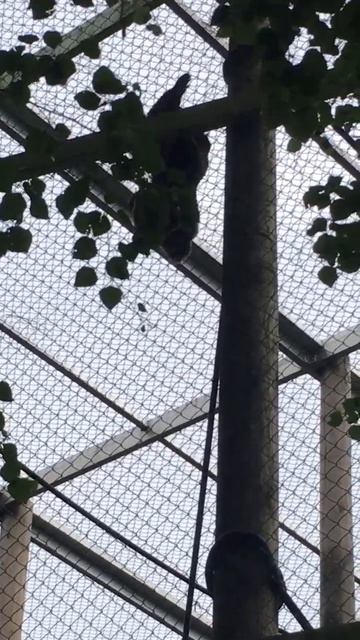 Woolly monkeys смотреть онлайн