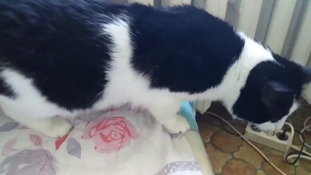 Кот и вешалка смотреть онлайн