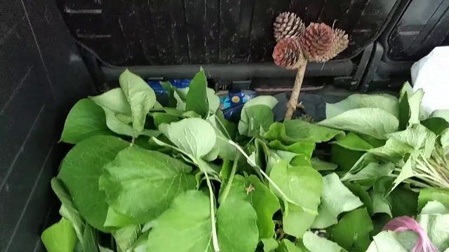 Organik gıda( hodan ıspıt galdirik) смотреть онлайн