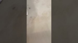 выживание кошки 2 часть