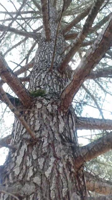 Дом отдыха Псоу Цандрипш Абхазия огромный Кедр смотреть онлайн