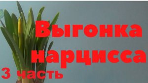 Нарцисс. Выгонка нарцисса. Луковица и цветок. 
Часть заключительная 3