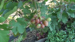 ГФ  винограда   Гамлет   2019