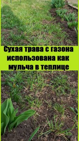 Почистила газон и траву использовала в теплицу, как мульчу!
