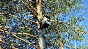 Скворцы на набережной в Звенигово