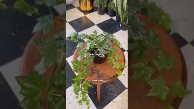 5 самых полезных растений для вашего дома