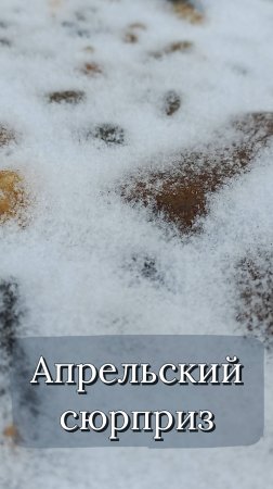 Апрельский сюрпрайз, сюрпрааайз #shorts