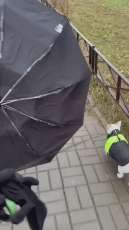 Как маленького пёсика чуть не унесло ветром 😳