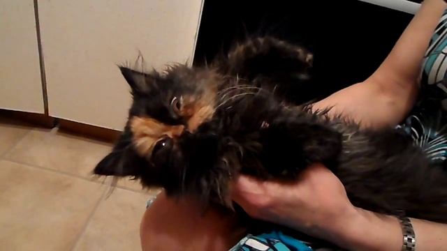 Масаж шеи кошке 2014 03 19 смотреть онлайн