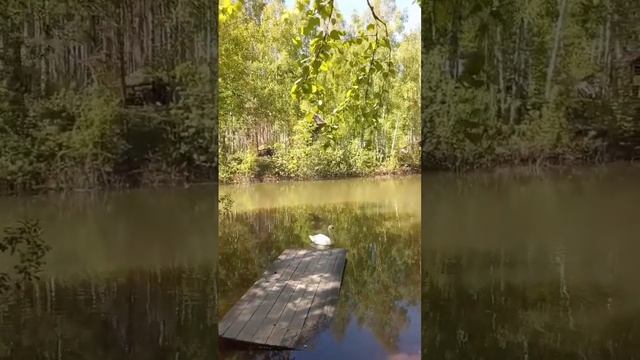 Лебединая песня,в некотором царстве,Рязань.