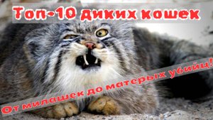 Топ-10 диких кошек: От милашек до матерых убийц!