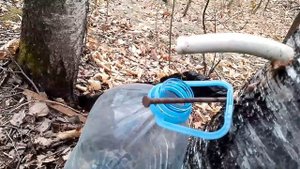 Сбор березового сока.