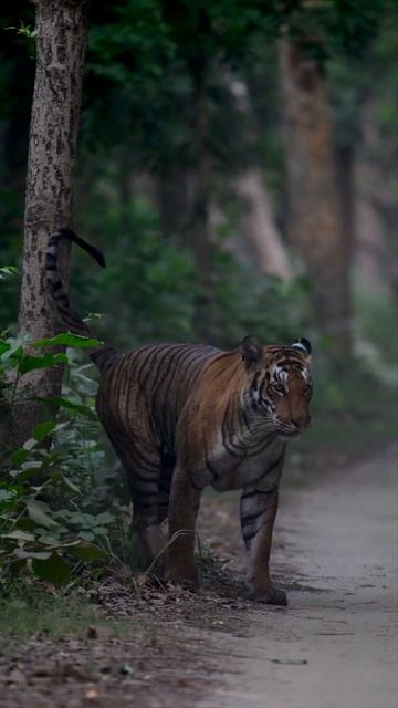 Check the eyes of tigress #wildlife #nature #tiger #natgeo #uttarpradesh #pilibhit