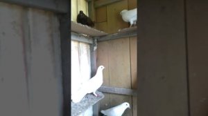 Голуби дербента от МУСЫ