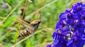 Бражник "Колибри". Каркаралинск. 2024. #каркаралинск #бражник #природа