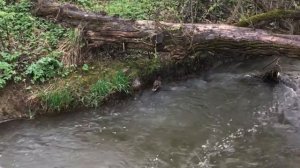 Дикие утки с утятами