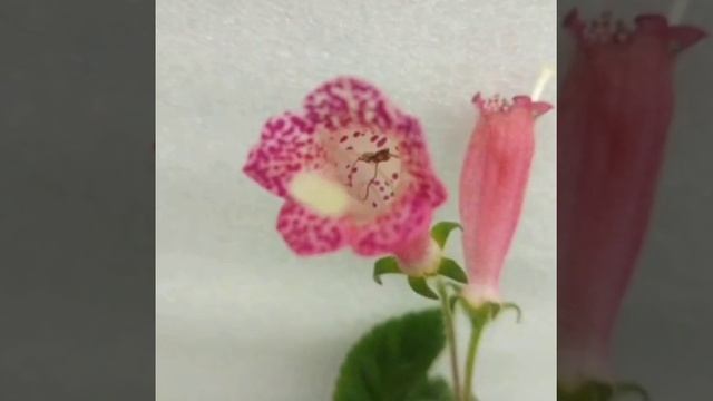 Seemannia Gumnostoma саманния семейство геснериевые, в наличии этот черенок,  постоянное цветение