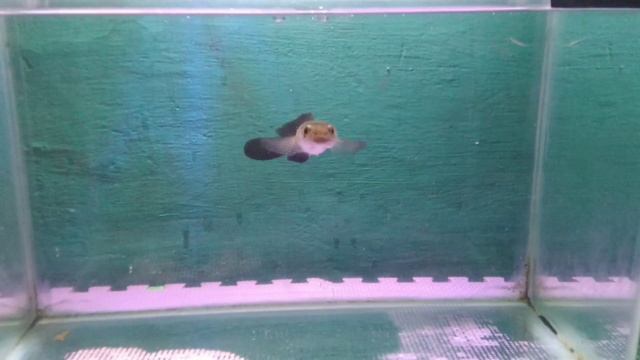 Tritmen canna Red sampit makan pelet #1 смотреть онлайн