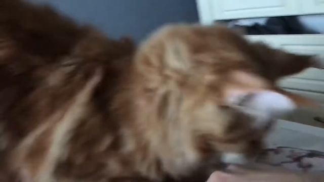 Памяти Ватсона смотреть онлайн