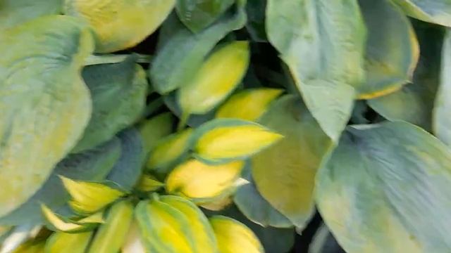 #дизайнсада #hosta  /Хосты с названиями . Десять знаменитых сортов.
