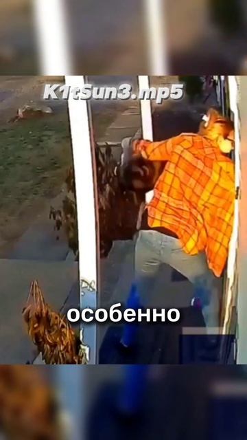 Спасла дочь от ЕНОТА! #новости смотреть онлайн