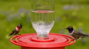Hummingbirds