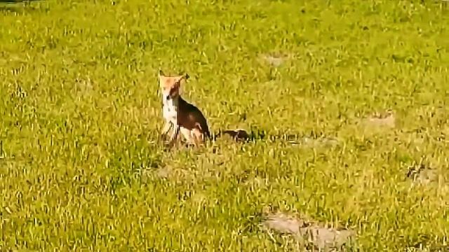 Балтика Янтарный Лисичка в Гостевой Дом Проникла)) смотреть онлайн