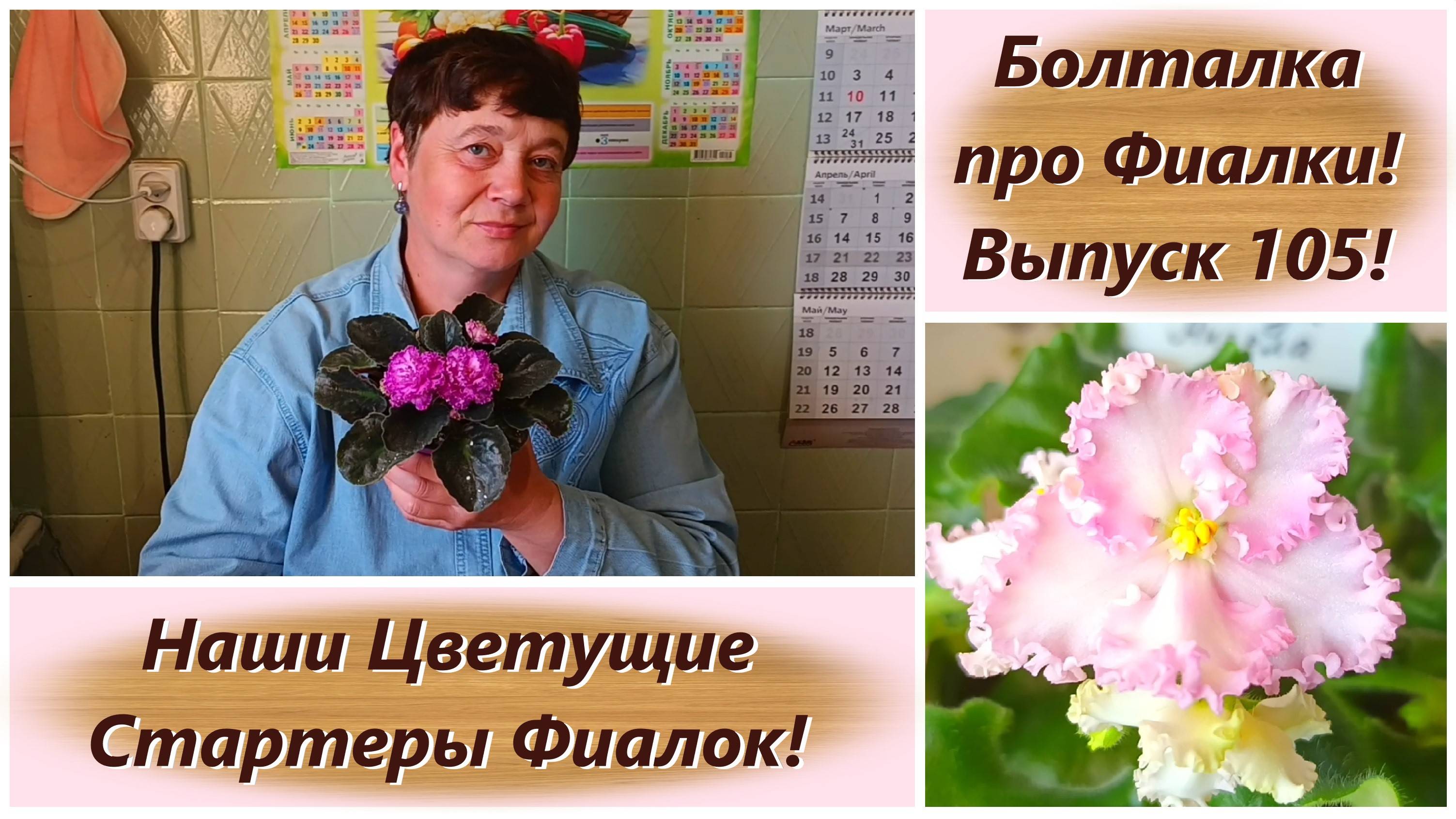 Болталка про Фиалки! Выпуск 105! Наши Цветущие Стартеры Фиалок!