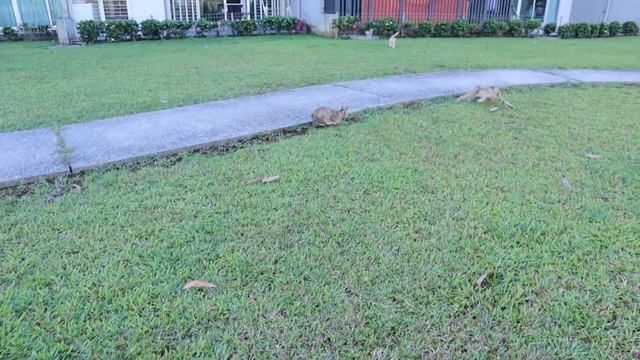 Kittens are exploring new places. Котята изучают новые места смотреть онлайн
