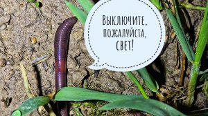 Не светите ночью фонариком под ноги - там черви шевелятся! Ну чем могут удивить дождевые червяки?