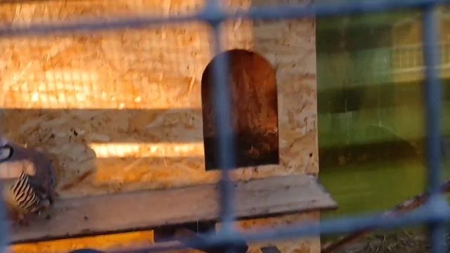 Обзор отеля Фореста Фестиваль Парк от Барни смотреть онлайн