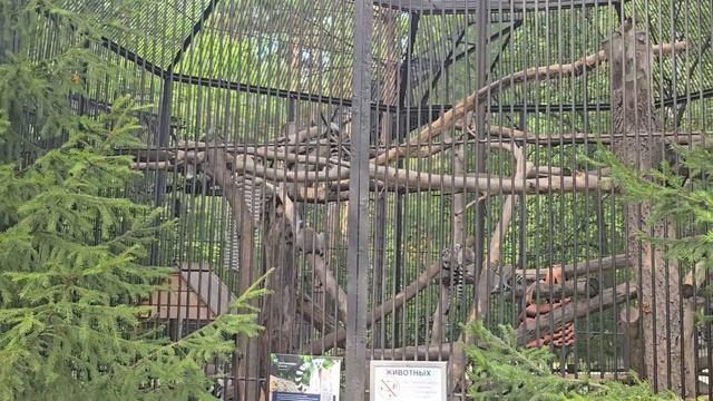 Частичка Новосибирского ЗООПАРКа.1-е место в России по кол-ву животных и 3-е по площади #рябинаудач смотреть онлайн