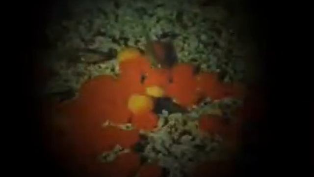 Как разводят Араван смотреть онлайн