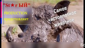 Бородавочник. Самое чистоплотное африканское животное.