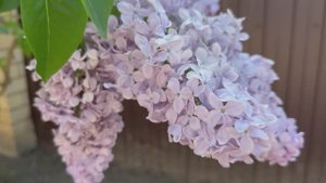 Сирень ФУТАЖ