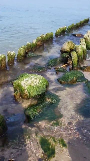 #балтика #любаня #калининград #море #зеленоградск #янтарь #котики смотреть онлайн