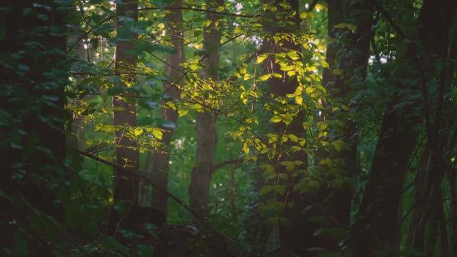 ☀️ Солнечное утро в лесу 🌲