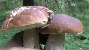 Массово пошли белые грибы. Счастье для грибника. Тихая охота 2024 года продолжается.