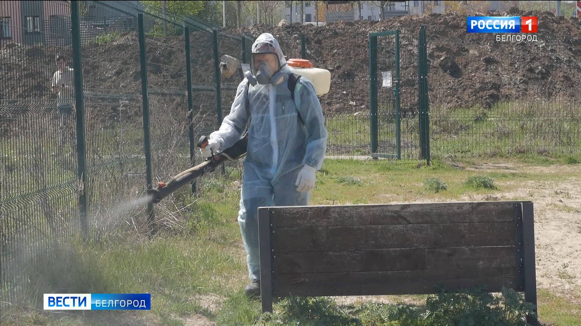 Общественные пространства, скверы и парки Белгорода обрабатывают от клещей