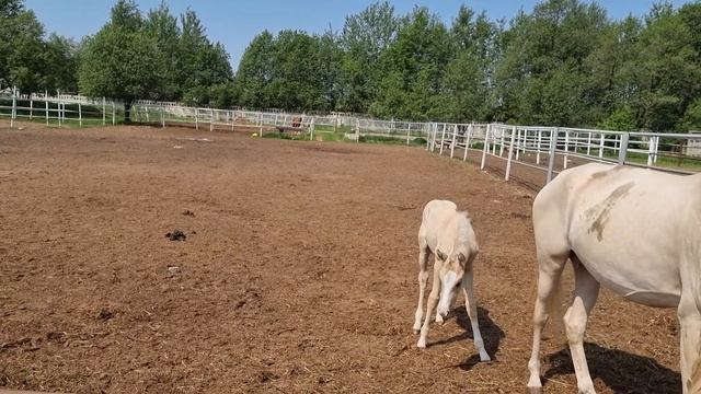 Продажа Ахалтекинских лошадей.Sale of Akhal-Teke horses.https://akhaltekellc.com смотреть онлайн