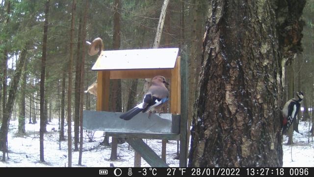 Сойка и дятел у кормушки смотреть онлайн
