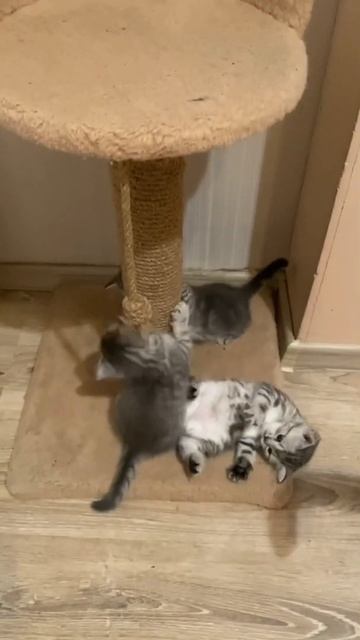 Мама кошка проверяет домашнее задание - как драть когти! смотреть онлайн