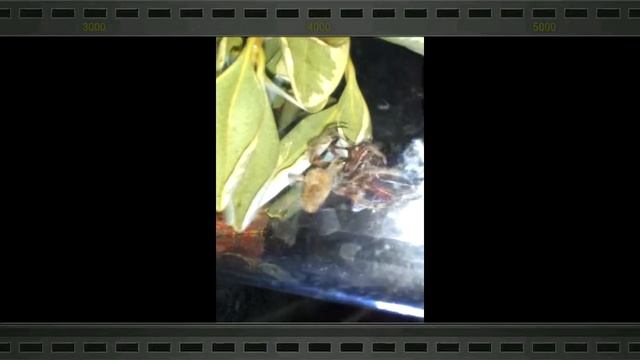Spider Fight