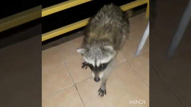 Обсерватор пансионат Виктория .Васька пришел смотреть онлайн