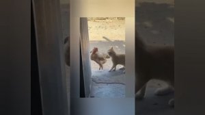 подборка смешных видео с котиками