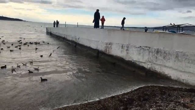 Геленджик. Солнечный денёк) кормим уток смотреть онлайн