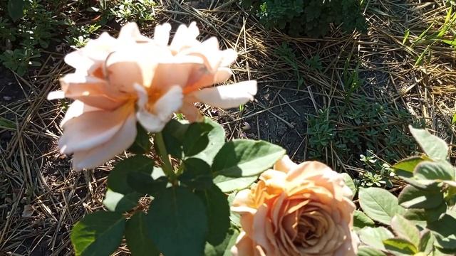 СКОРО ОСІНЬ, ПАНОВЕ, ОСІНЬ!//// О ГЛЯД І РОБОТИ В САДУ!///ГОРТЕНЗІЇ!/// смотреть онлайн