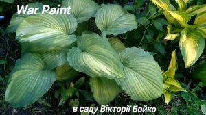 хоста War Paint