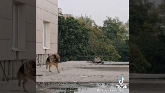 Пёс настоящий друг!!!Фильм-Пёс(1,2,3,4,5)